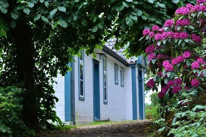 Et hvitt hus med blå kant er delvis synlig bak tett grønt løvverk og levende rosa rhododendronblomster.