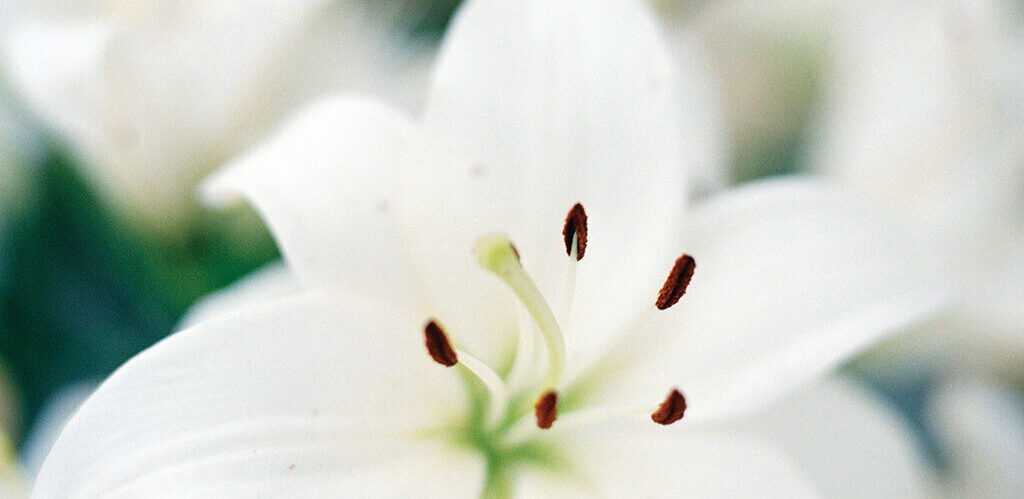Hvite liljer