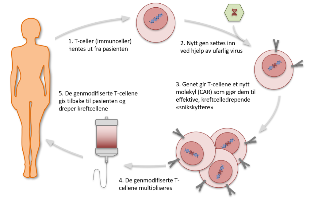 Bildet illustrerer hvordan celleterapi fungerer. 