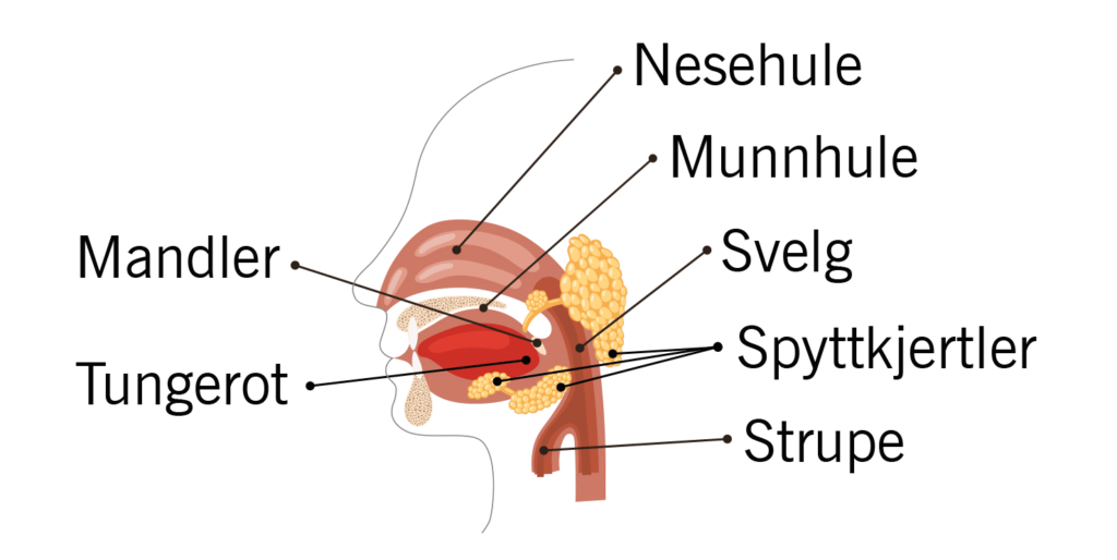 Illustrasjon av munn, hals, mandler, bihule og svelg