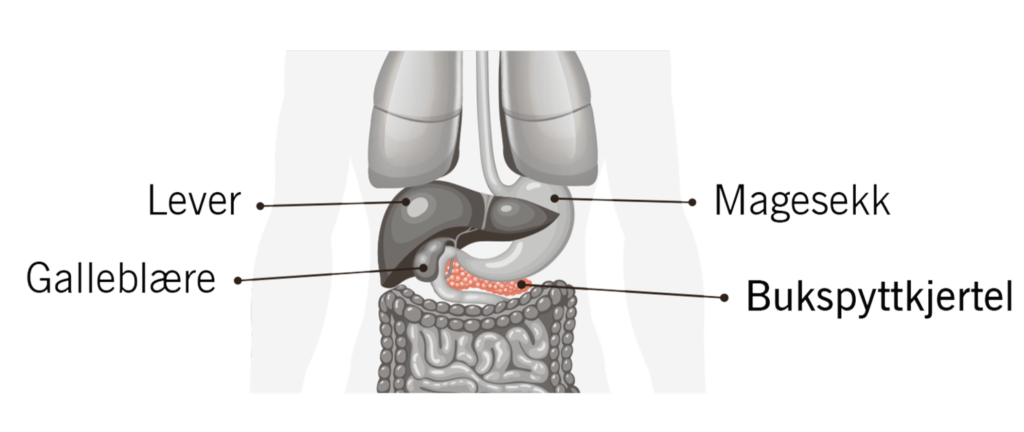 Illustrasjon av hvor bukspyttkjertelen ligger i forhold til andre organer