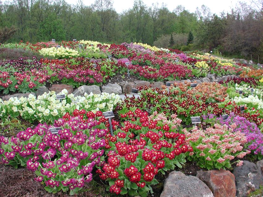 En hage med en rekke fargerike blomster i full blomst, organisert i seksjoner omgitt av steinkanter. Trær og tett grønt er synlig i bakgrunnen.