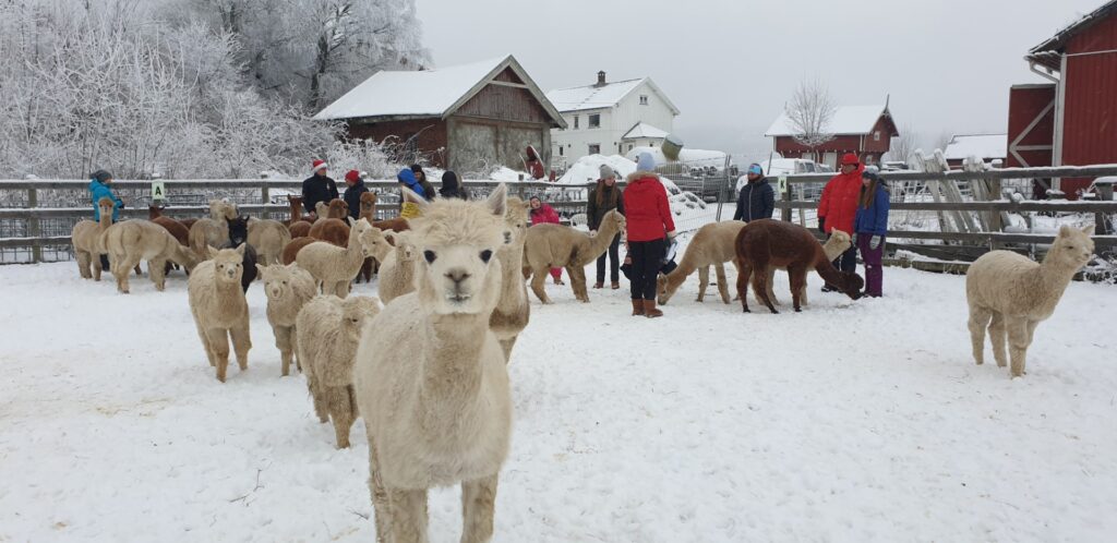 En gruppe alpakkaer står i en snødekt innhegning med noen få mennesker i samhandling med dem. Låver og snødekte trær er i bakgrunnen.