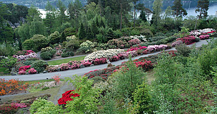 En svingete sti gjennom en hage med forskjellige fargerike blomstrende rhododendron og tette grønne trær.