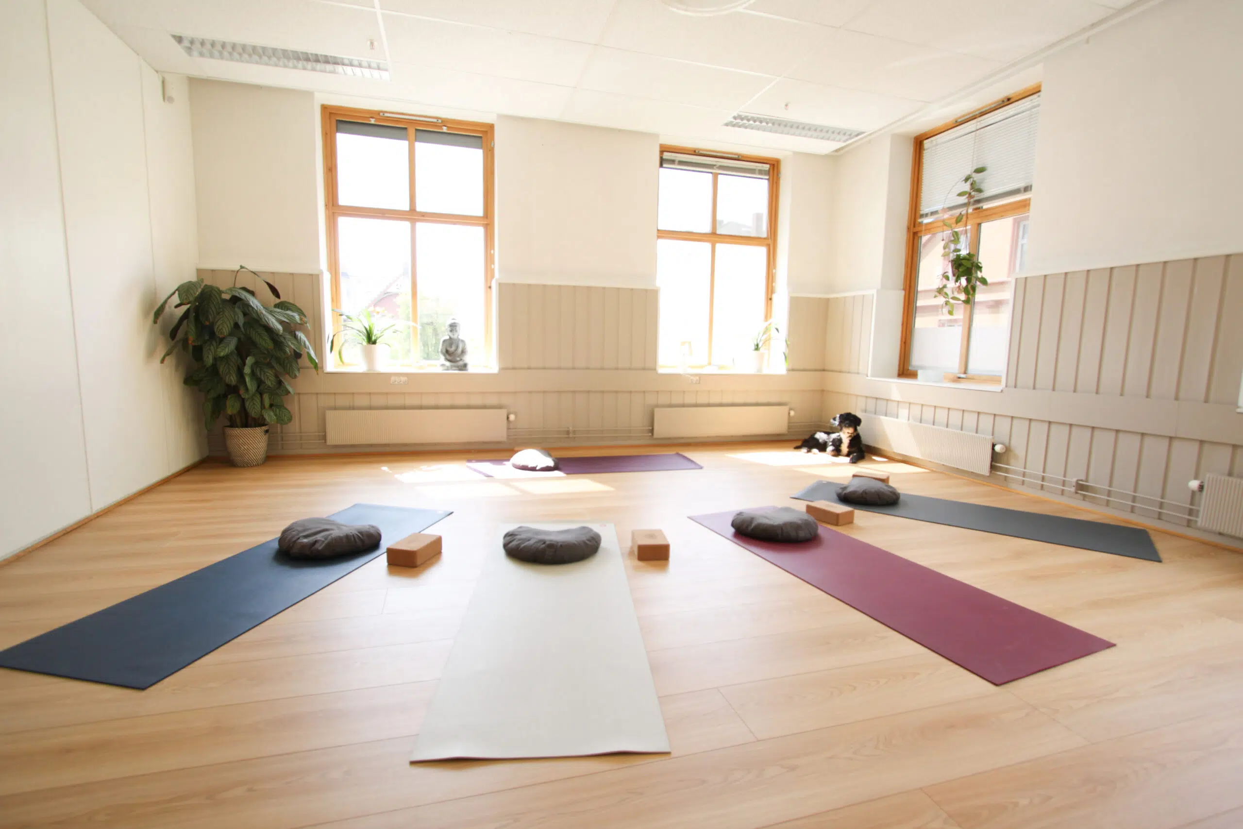 Et lyst yogastudio med fem yogamatter, hver med en pute og blokker, plassert i en sirkel på et tregulv. Store vinduer og potteplanter er synlige.