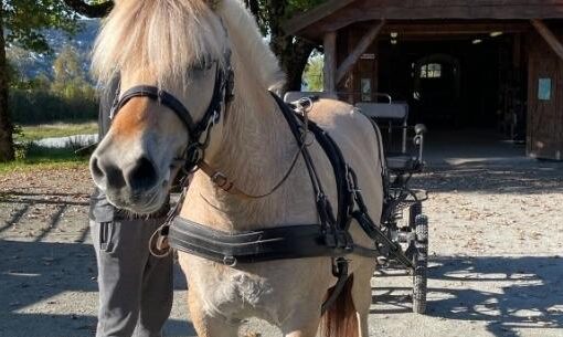 En lysebrun hest spent for en svart vogn står på en grussti i nærheten av et trehus.