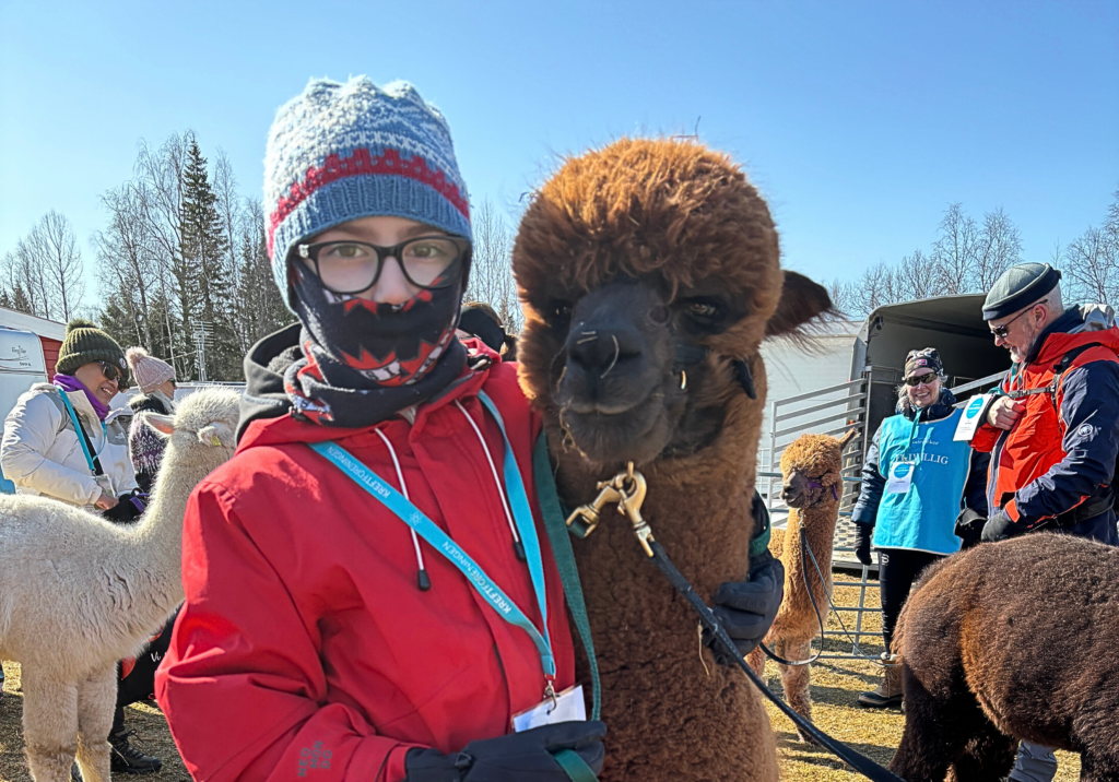 En person i vinterklær står utendørs og holder en brun alpakka i bånd, med andre mennesker og alpakkaer i bakgrunnen.