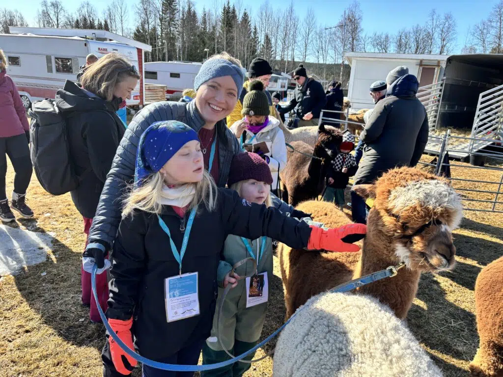 En gruppe mennesker, både barn og voksne, klapper alpakkaer utendørs på en solrik dag i nærheten av parkerte biler og nakne trær.
