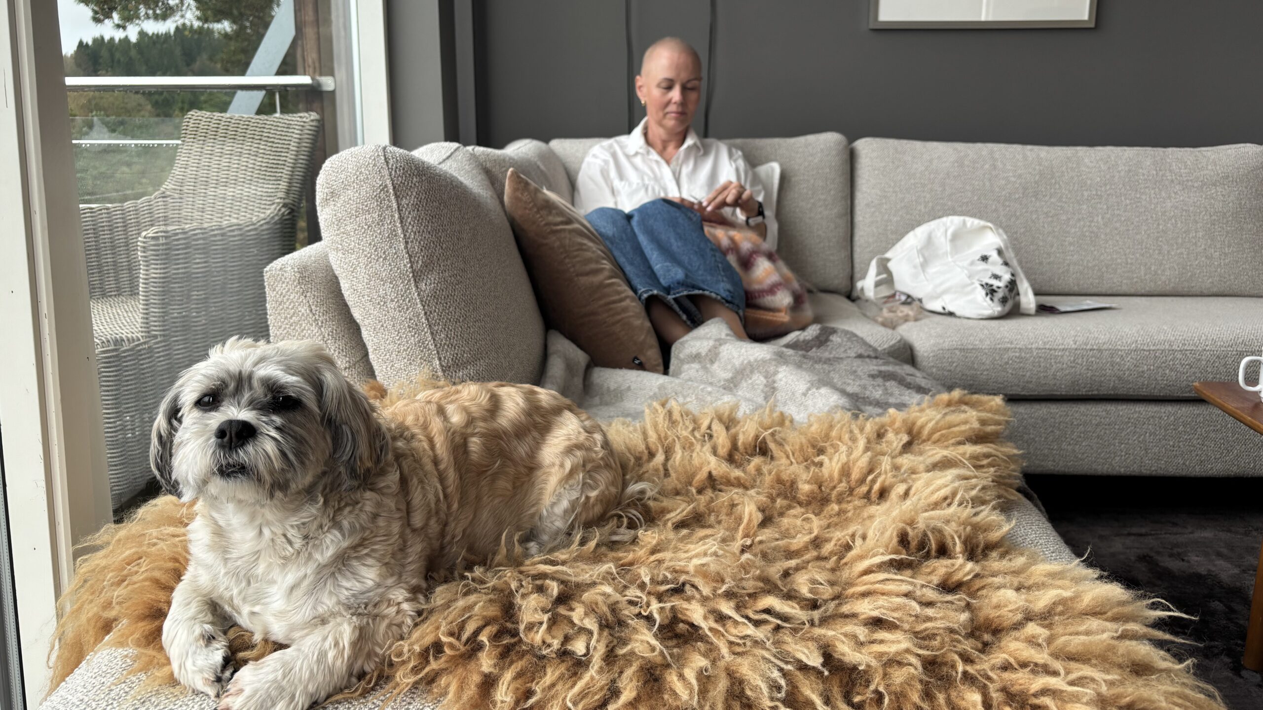 En liten hund ligger på et loddent, brunt teppe på en sofa, mens en person sitter i bakgrunnen og leser i en stue.