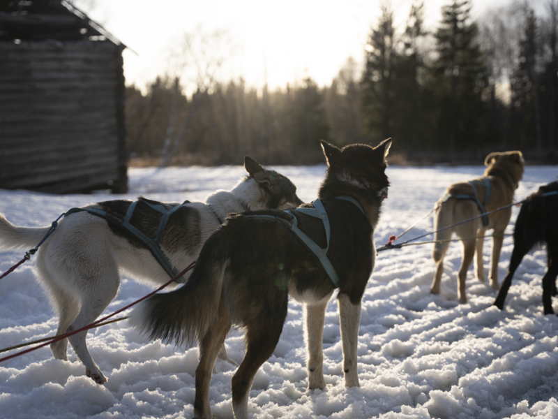 Fire sledehunder med sele står på snødekt mark i solnedgang, vendt bort fra kameraet, ved siden av en trebygning og en skog.