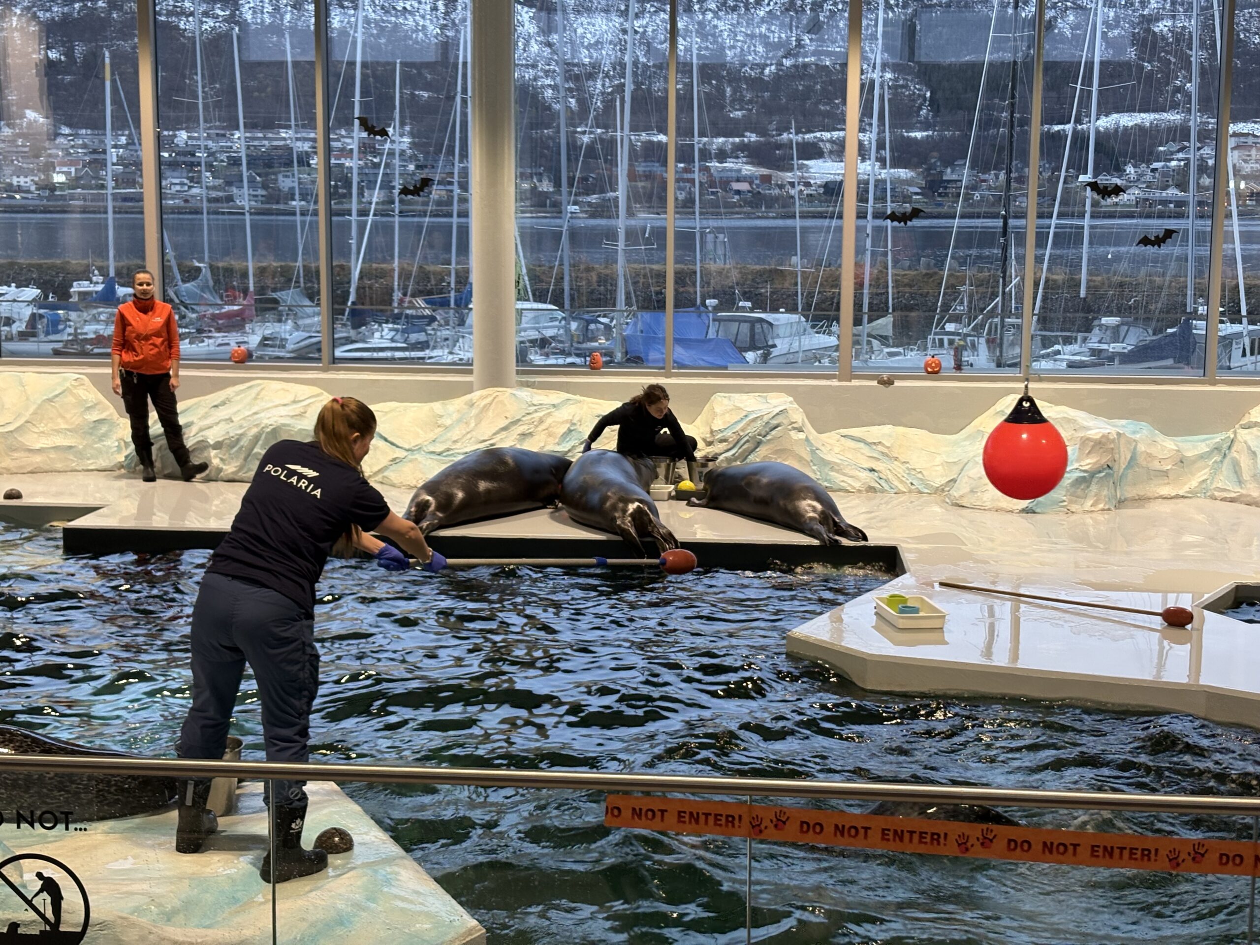 Tre trenere samhandler med seler på plattformer i et innendørs akvarium med store vinduer med utsikt over båter og snødekte fjell.