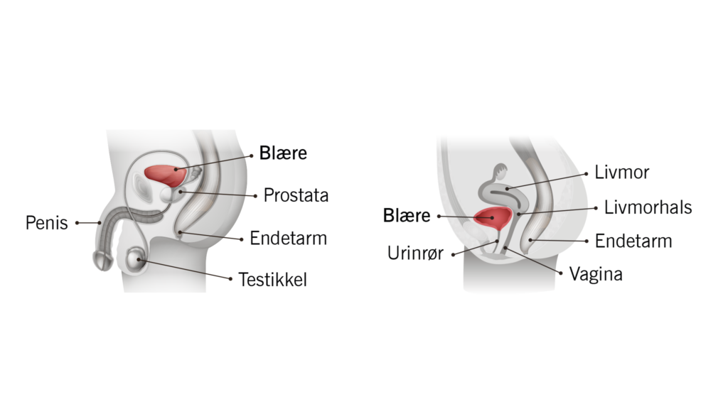 Illustrasjon av urinblærens plassering hos henholdsvis menn og kvinner.