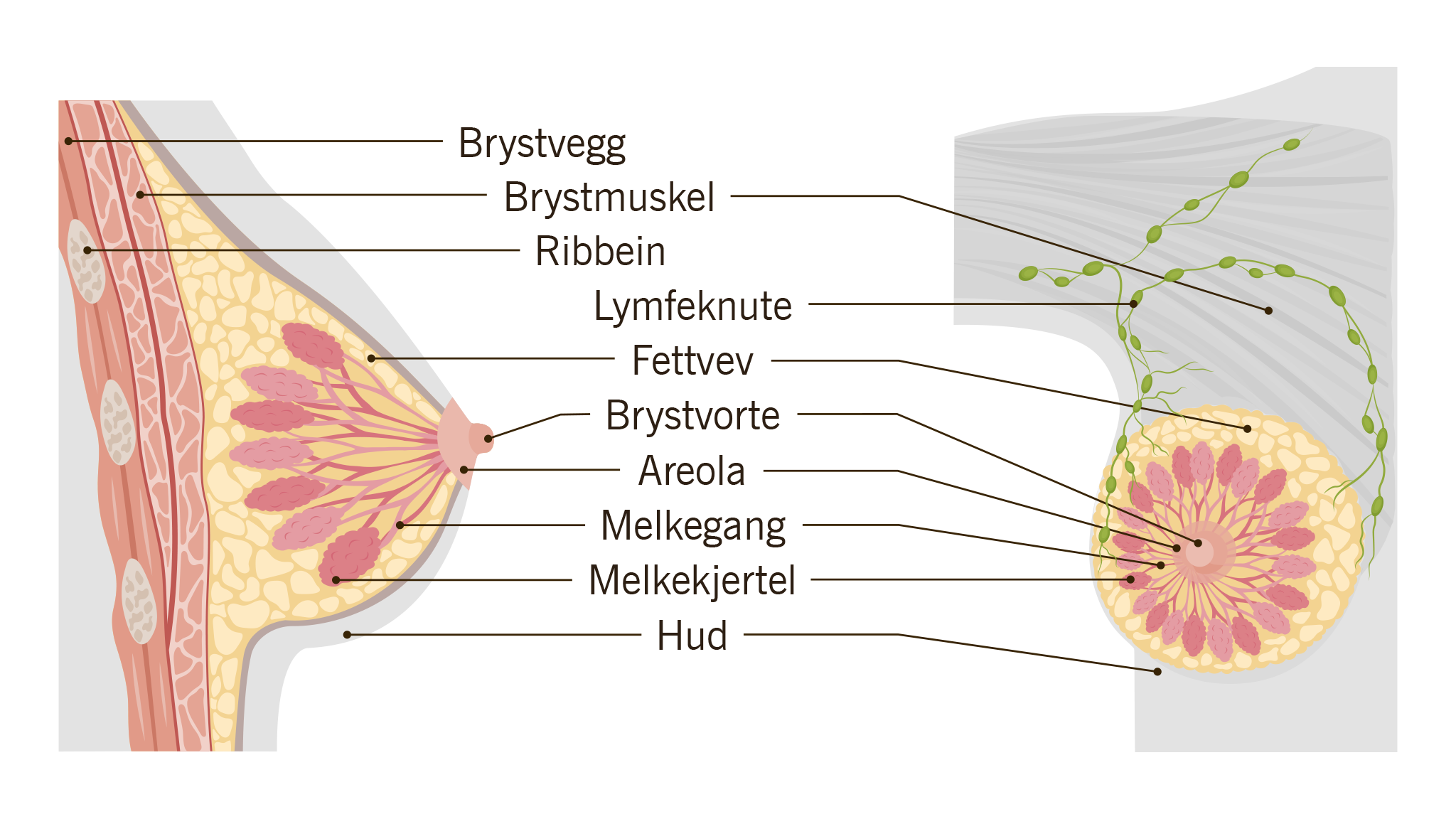 Illustrasjon av hva brystene består av.