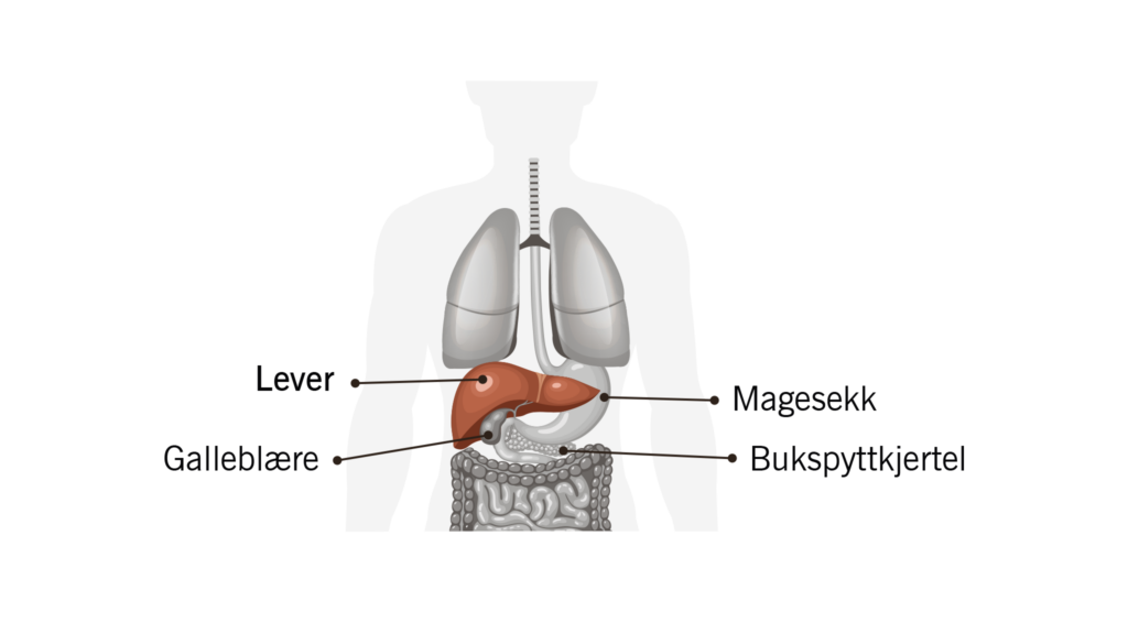 Diagram over menneskets organer med norske betegnelser: lever (lever), galleblære (galleblære), magesekk (magesekk) og bukspyttkjertel (bukspyttkjertel).