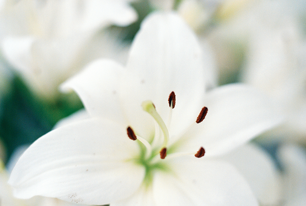 Nærbilde av en hvit liljeblomst med seks brune støvbærere og en myk, uskarp bakgrunn.