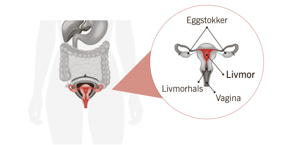 Diagram over det kvinnelige reproduksjonssystemet på norsk, med livmor, eggstokker, livmorhals og skjede.