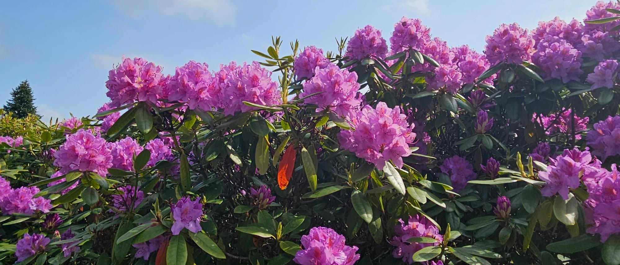 Tette klaser av lyslilla rhododendronblomster i sollys, med grønne blader og et enkelt oransje blad blant blomstene, under en klarblå himmel.